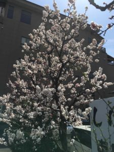 20160331_030313277_iOS