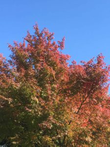 20161105_030955422_ios