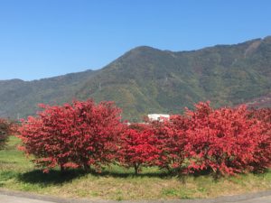 20161105_031440632_ios