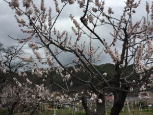 満開のあんず（H29年春）