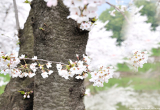 戸倉上山田温泉周辺の桜暦・花暦